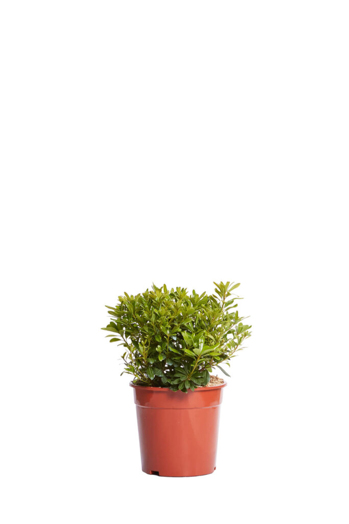 PITTOSPORUM TOBIRA “NANUM”
