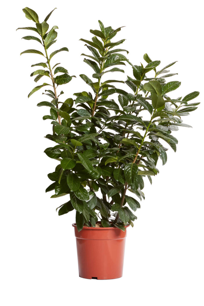 PRUNUS LAUROCERASUS NOVITAL