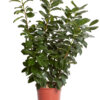 PRUNUS LAUROCERASUS NOVITAL