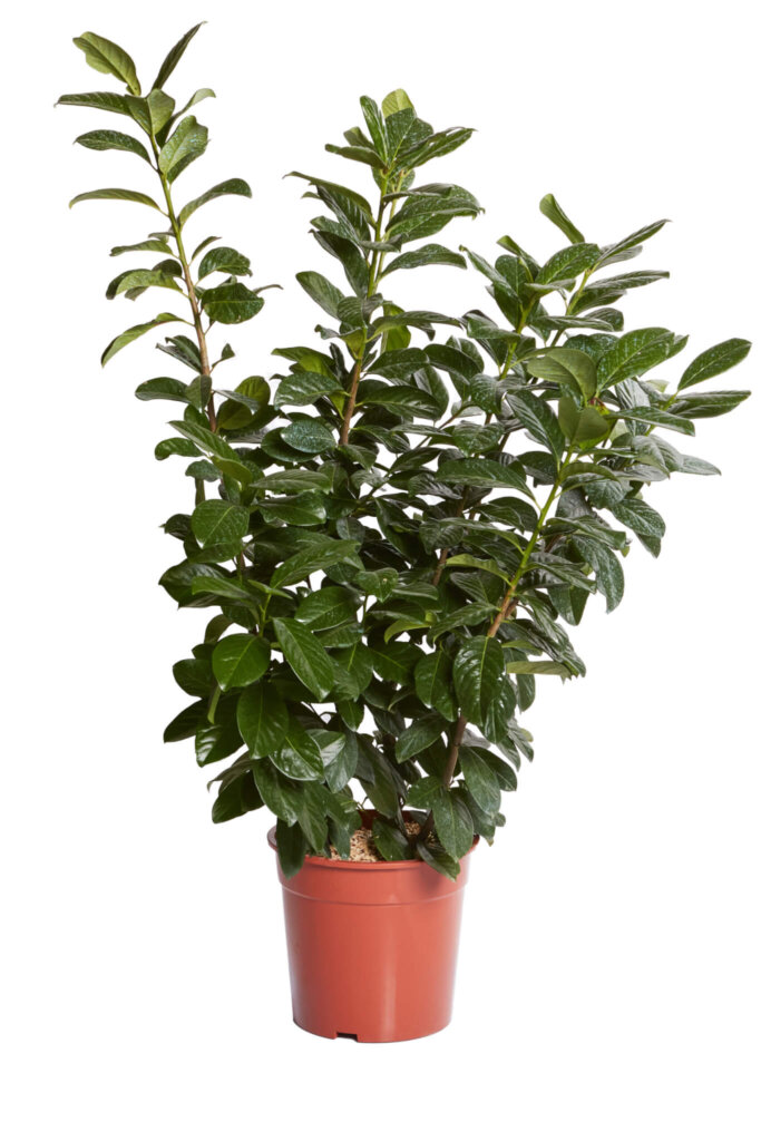 PRUNUS LAUROCERASUS NOVITAL