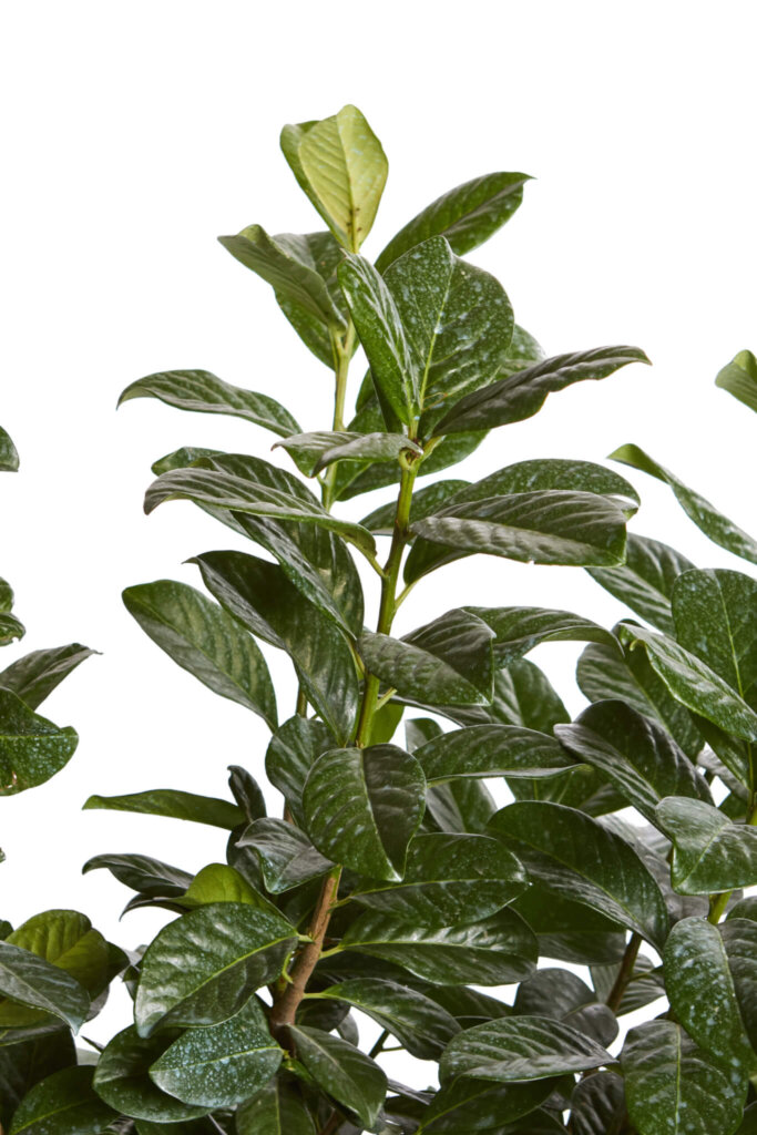 PRUNUS LAUROCERASUS NOVITAL