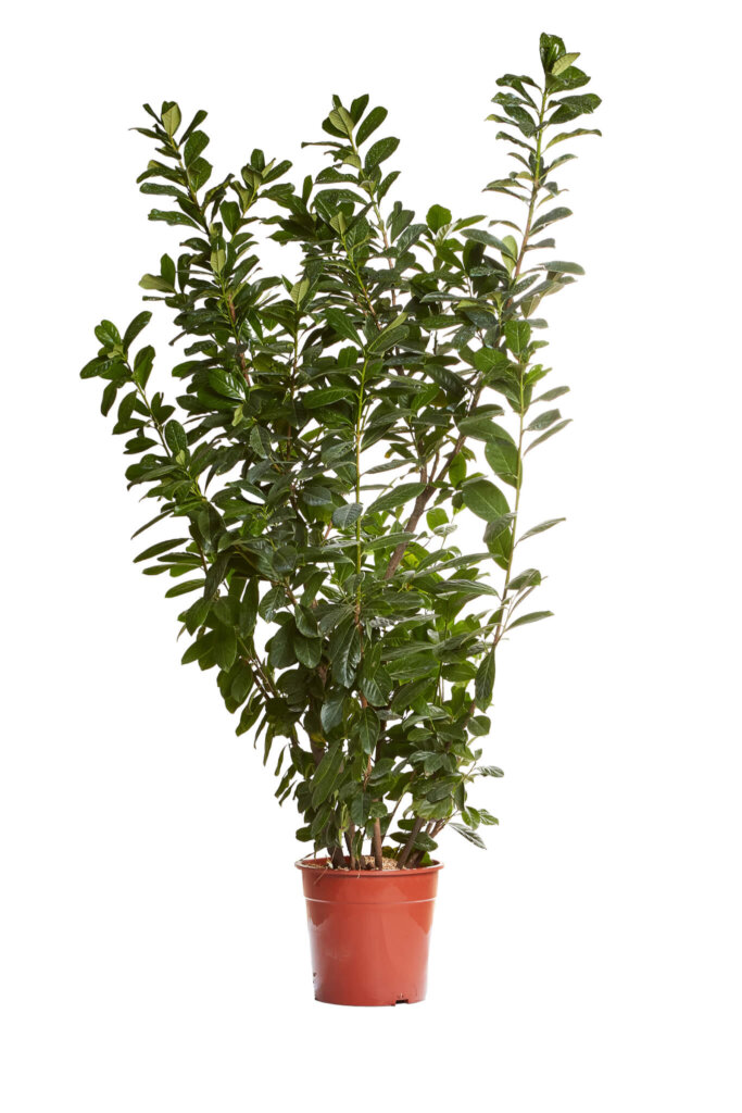 PRUNUS LAUROCERASUS NOVITAL