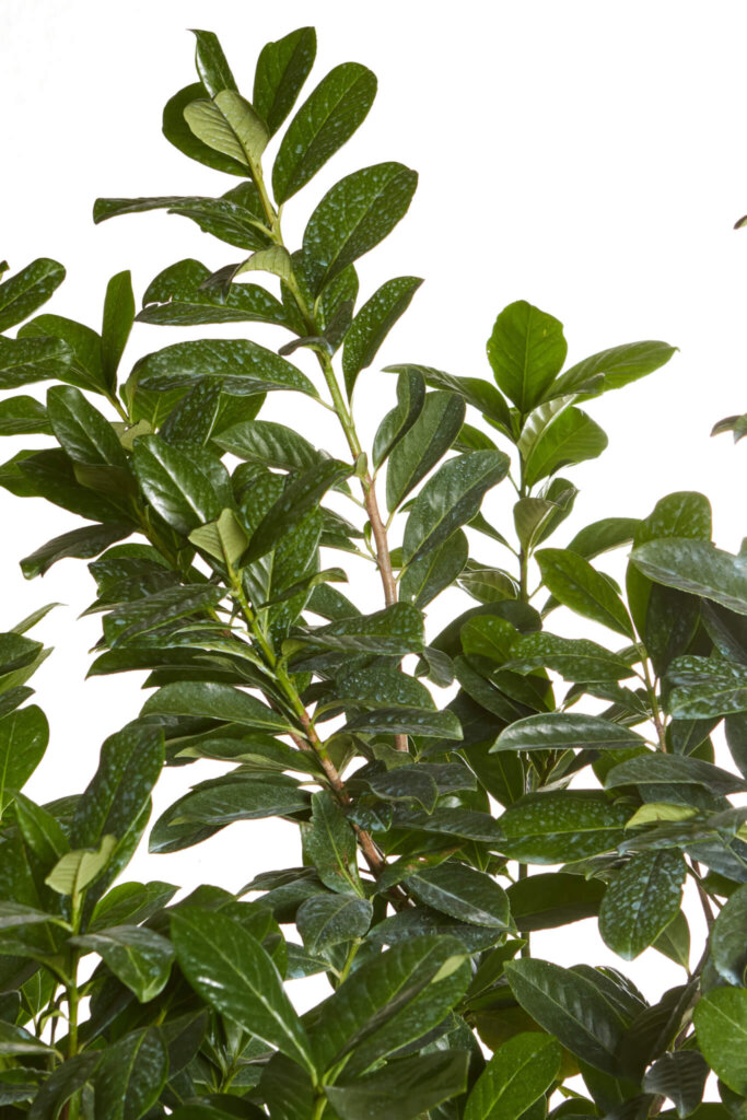 PRUNUS LAUROCERASUS NOVITAL