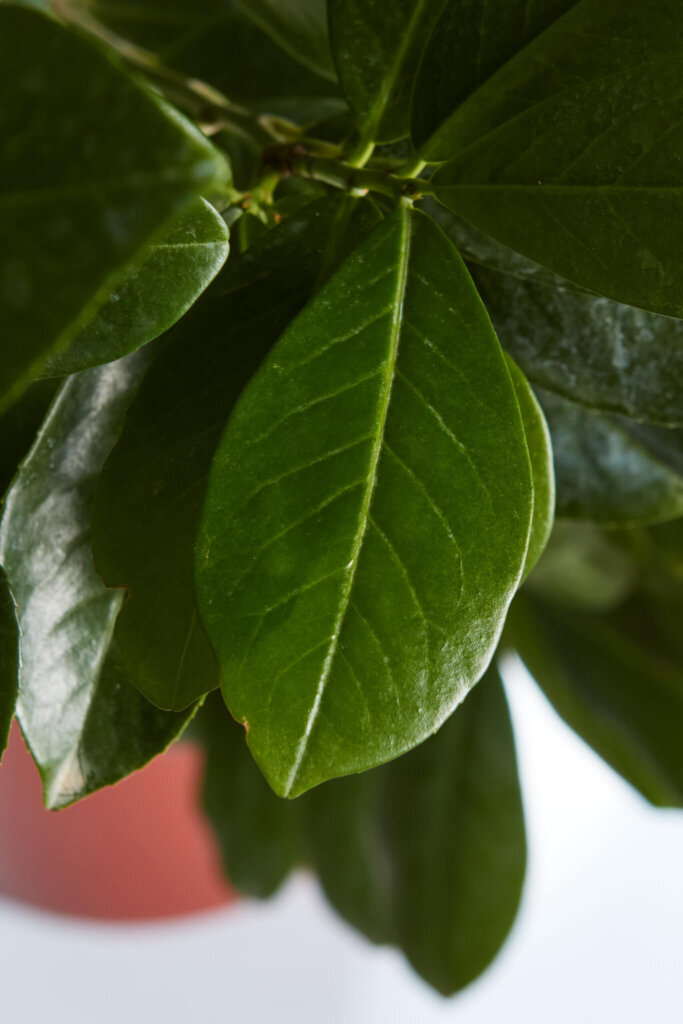 PRUNUS LAUROCERASUS NOVITAL