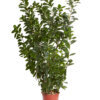 PRUNUS LAUROCERASUS NOVITAL
