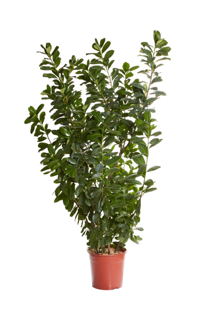 PRUNUS LAUROCERASUS NOVITAL