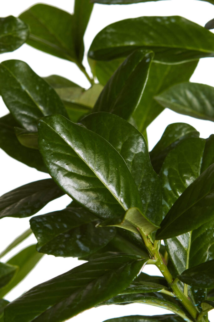 PRUNUS LAUROCERASUS NOVITAL