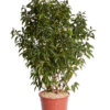 PRUNUS LUSITANICA ANGUSTIFOLIA
