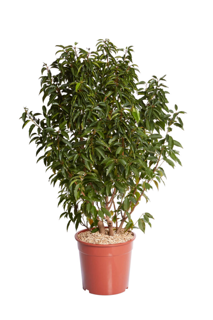 PRUNUS LUSITANICA ANGUSTIFOLIA
