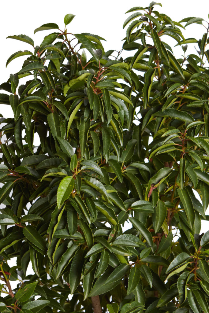 PRUNUS LUSITANICA ANGUSTIFOLIA