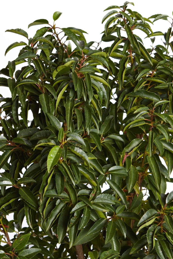 PRUNUS LUSITANICA ANGUSTIFOLIA