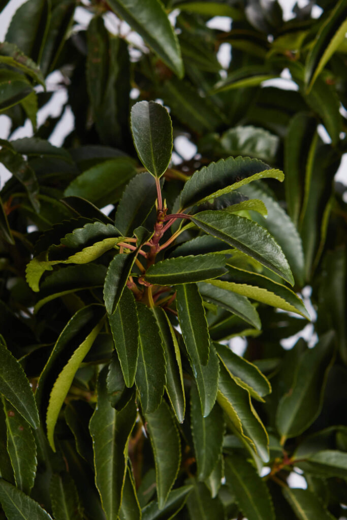 PRUNUS LUSITANICA ANGUSTIFOLIA