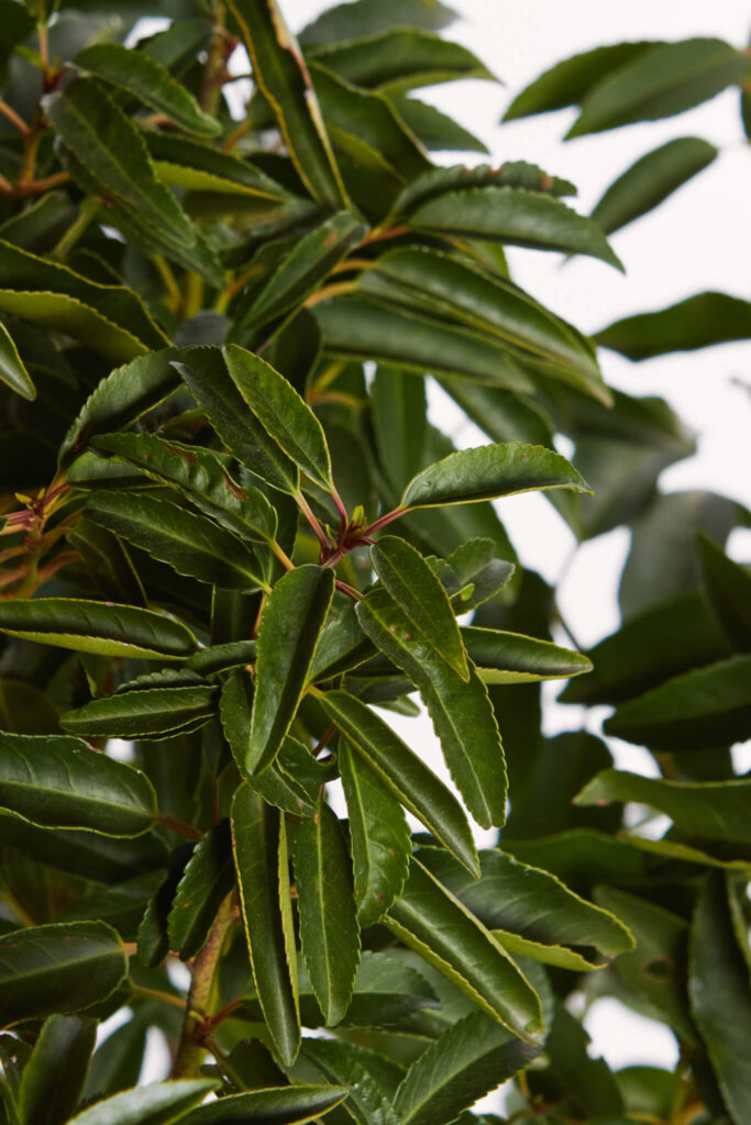 PRUNUS LUSITANICA ANGUSTIFOLIA