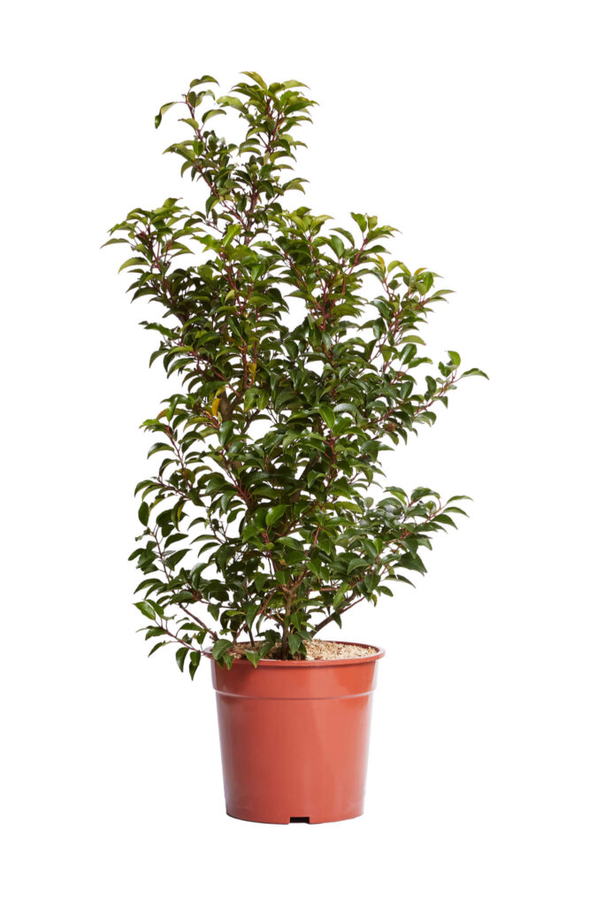 PRUNUS LUSITANICA BRENELIA(R-ROYALTY)