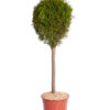 THUJA OCCIDENTALIS SMARAGD