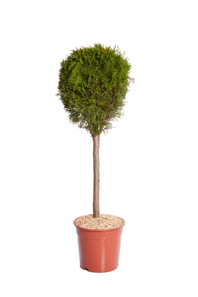 THUJA OCCIDENTALIS SMARAGD