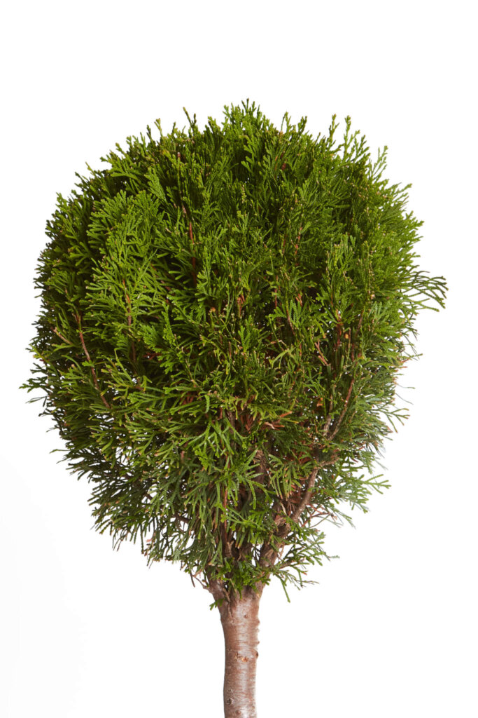 THUJA OCCIDENTALIS SMARAGD