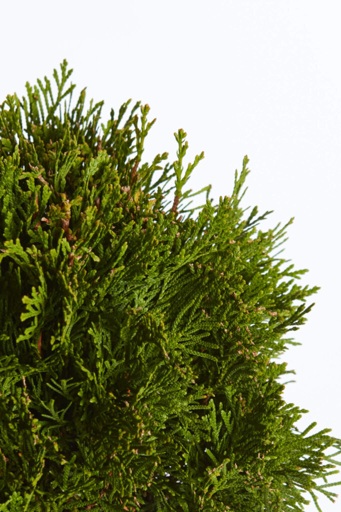 THUJA OCCIDENTALIS SMARAGD