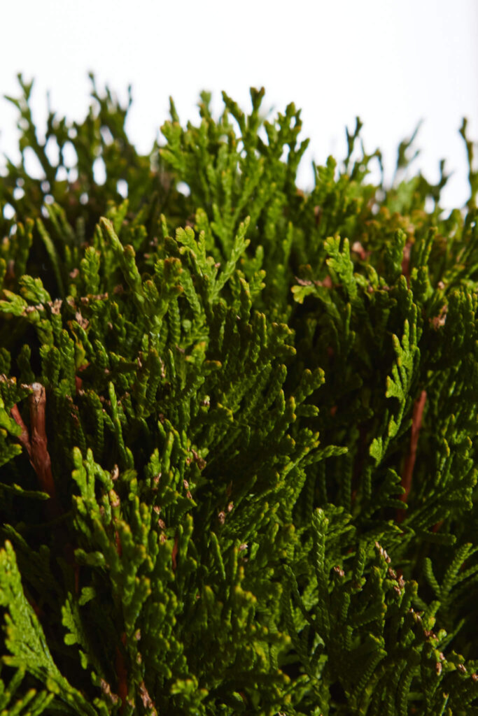 THUJA OCCIDENTALIS SMARAGD