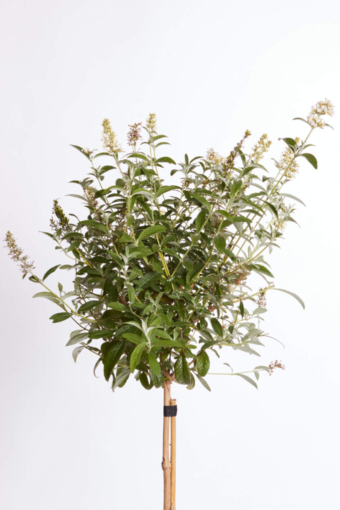 BUDDLEJA DAVIDII – FIORE BIANCO