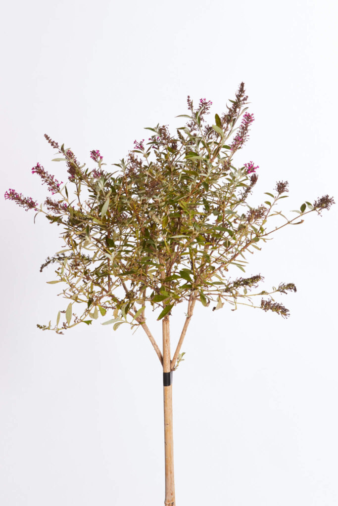 BUDDLEJA DAVIDII – FIORE FUCSIA