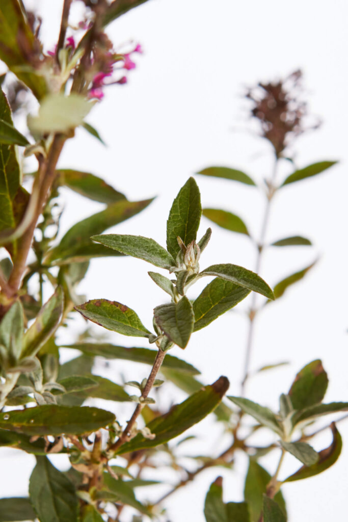 BUDDLEJA DAVIDII – FIORE FUCSIA