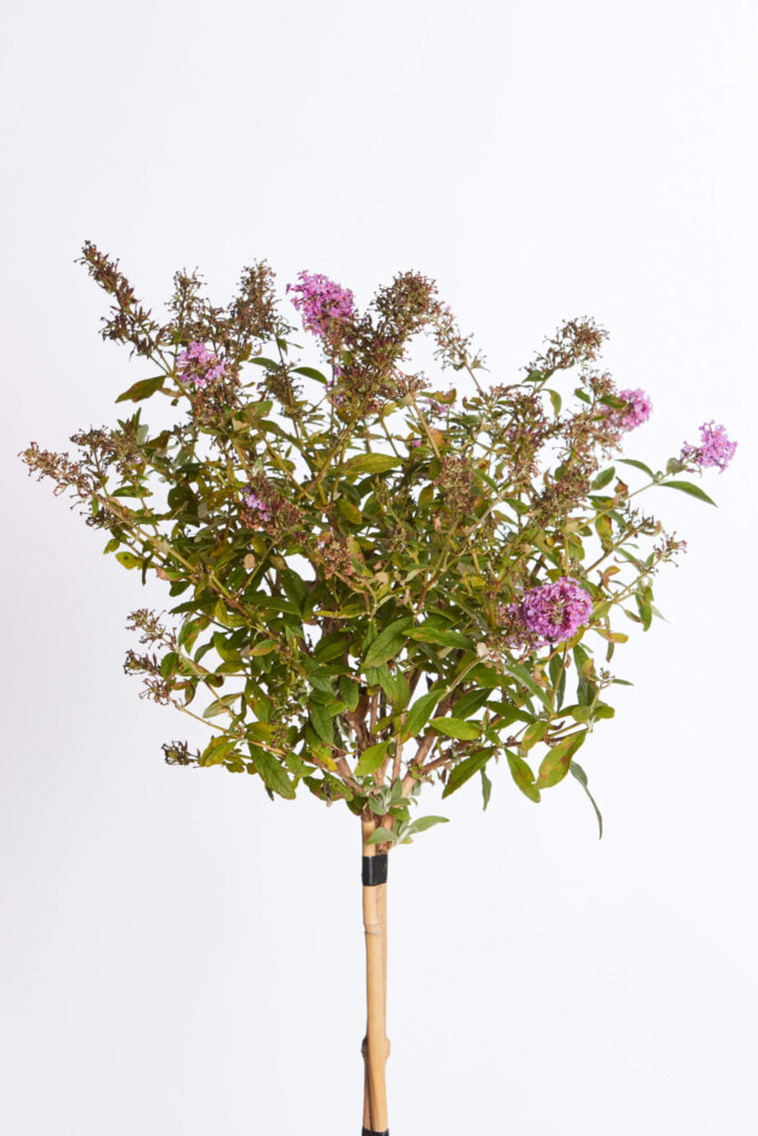 BUDDLEJA DAVIDII – FIORE ROSA