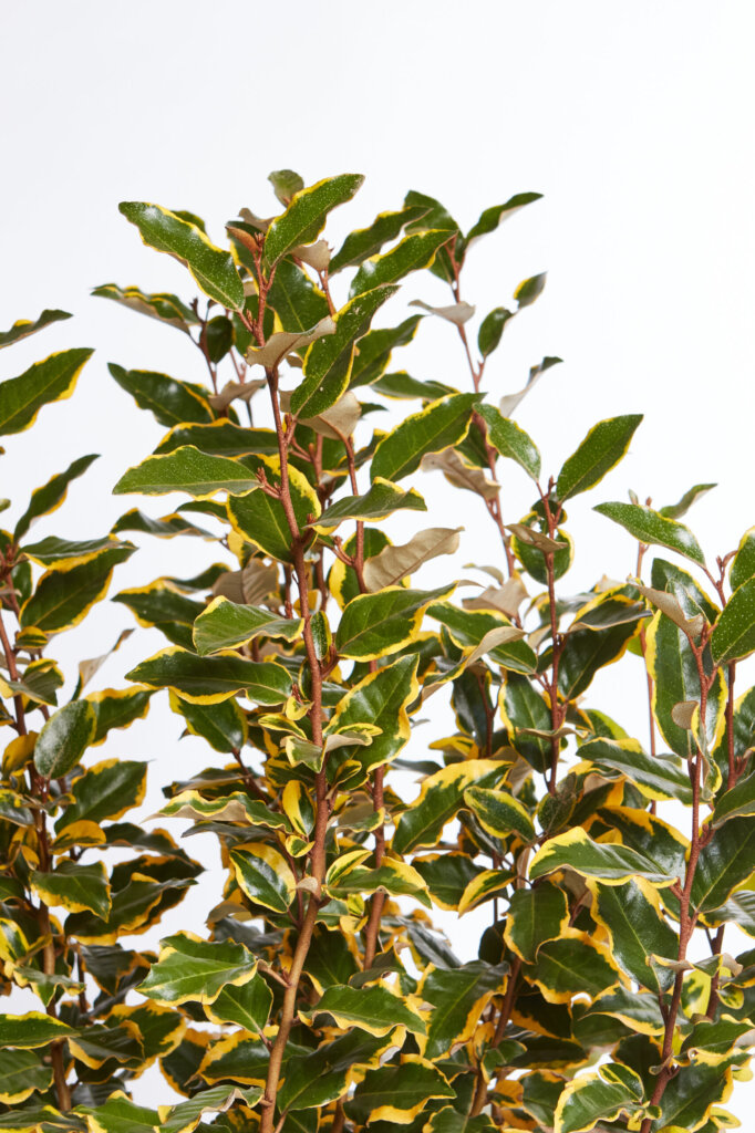 ELAEAGNUS X EBBINGEI VIVELEG