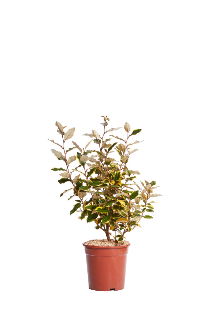 ELAEAGNUS X EBBINGEI VIVELEG