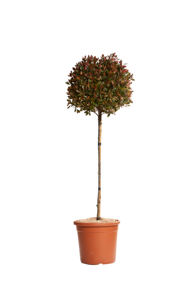 PHOTINIA X FRASEREI CHICO (R-ROYALTY)