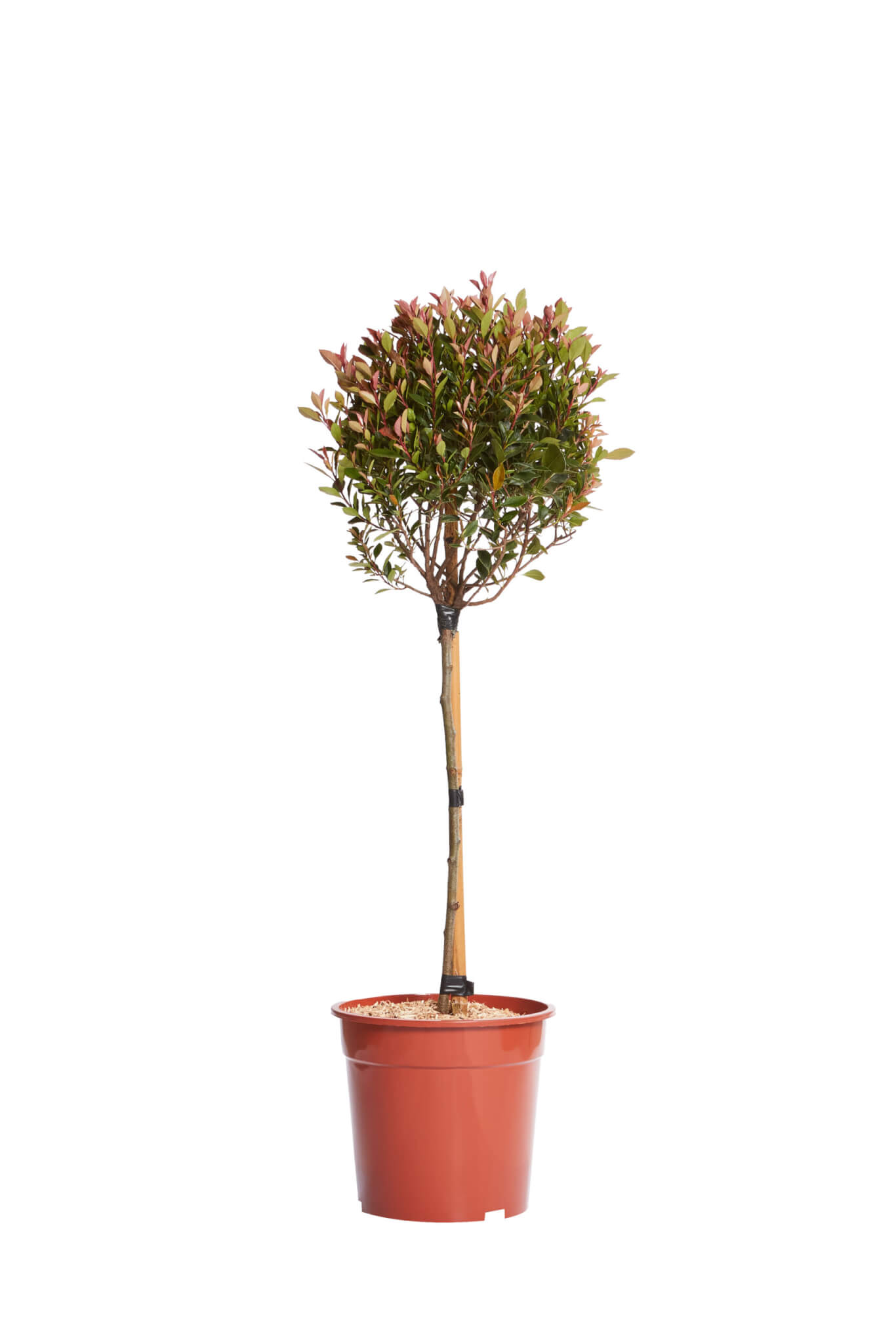 PHOTINIA X FRASEREI CHICO (R-ROYALTY)