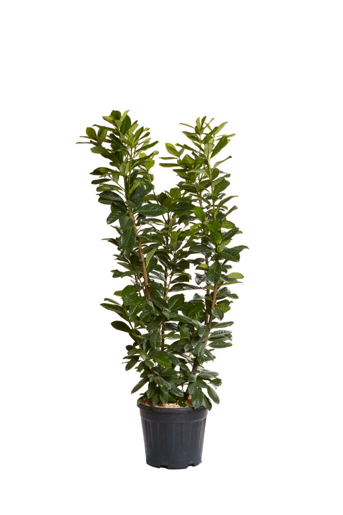 PRUNUS LAUROCERASUS NOVITAL