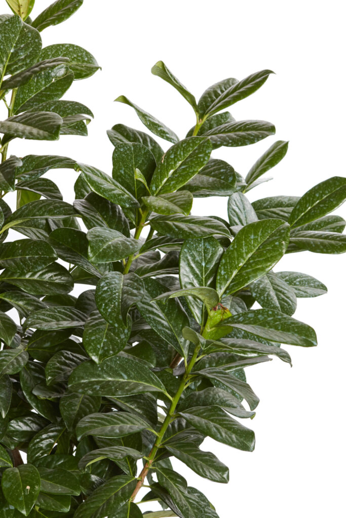 PRUNUS LAUROCERASUS NOVITAL